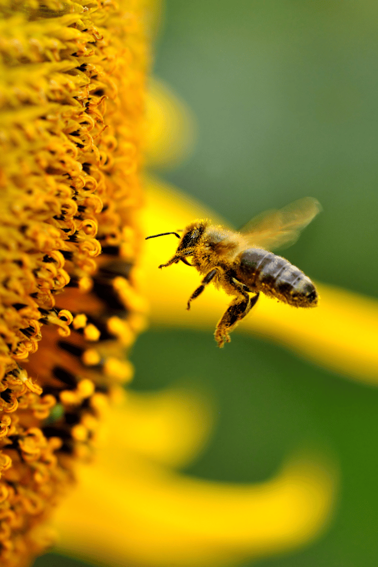 abeille sur une fleur